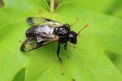 Birch Sawfly