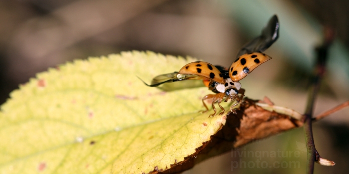 Multicolored Asian Lady Beetle