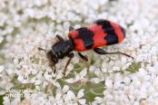 Bee Beetle