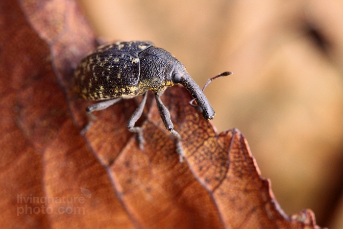 Larinus sturnus