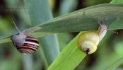 White-lipped Grove Snail