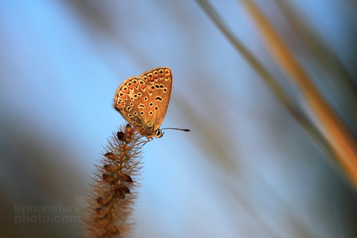 Common Blue