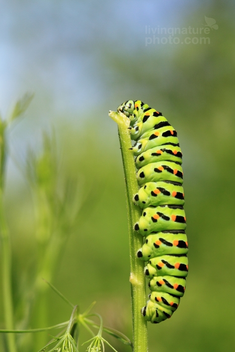 Old World Swallowtail