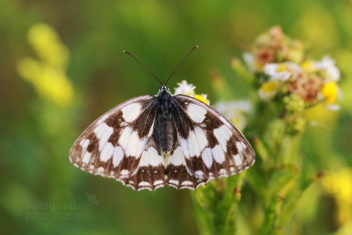 Marbled White