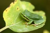 European Treefrog