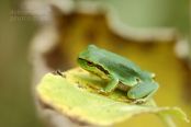 European Treefrog