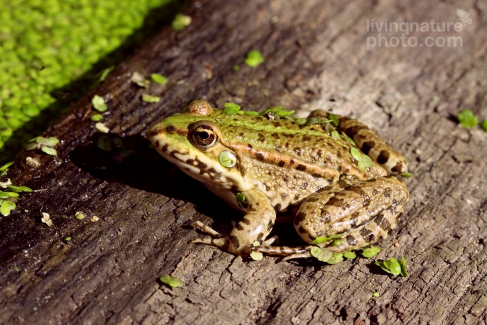 Pelophylax sp.