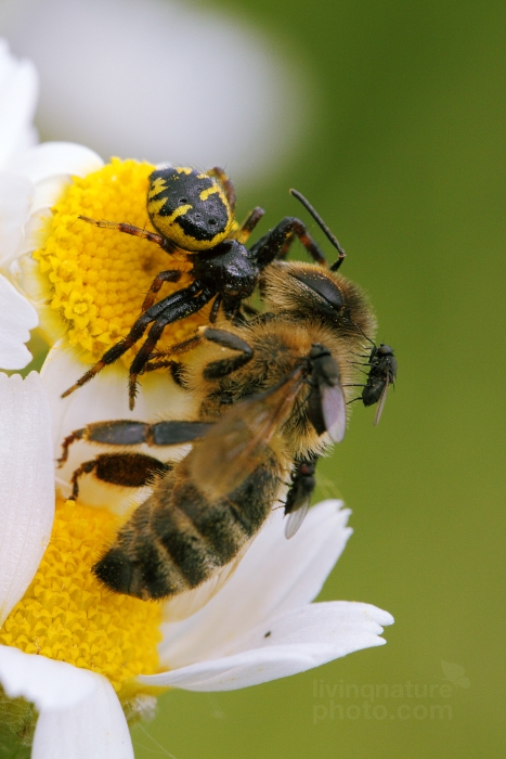 Synema globosum