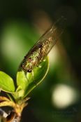 Lesser Bronze Cicada