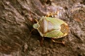Green Shield Bug