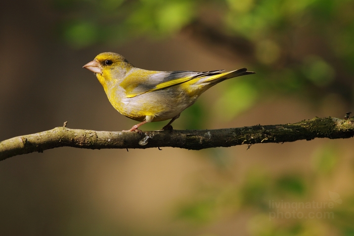 European Greenfinch