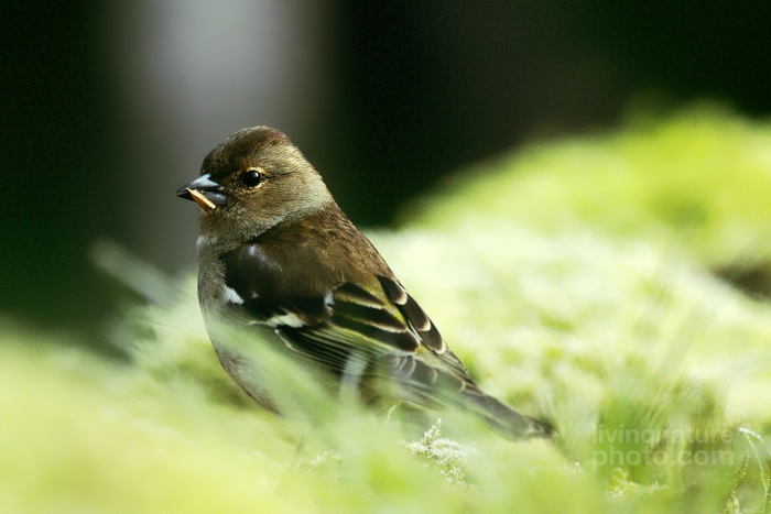 Common Chaffinch