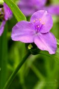 Virginia Spiderwort