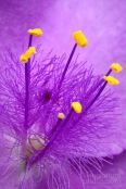 Virginia Spiderwort