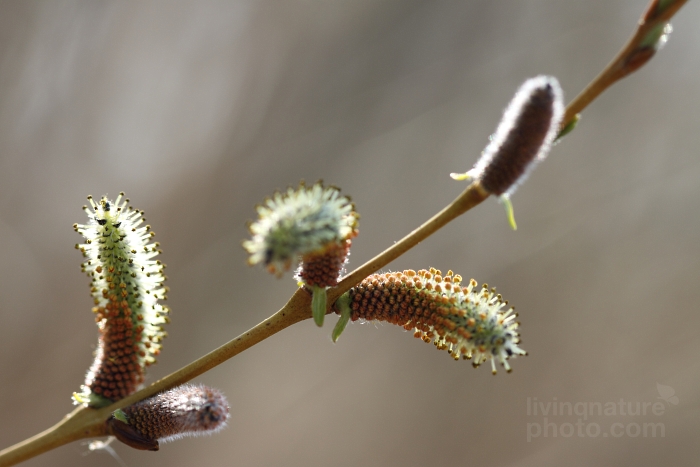 Purpleosier Willow cf.