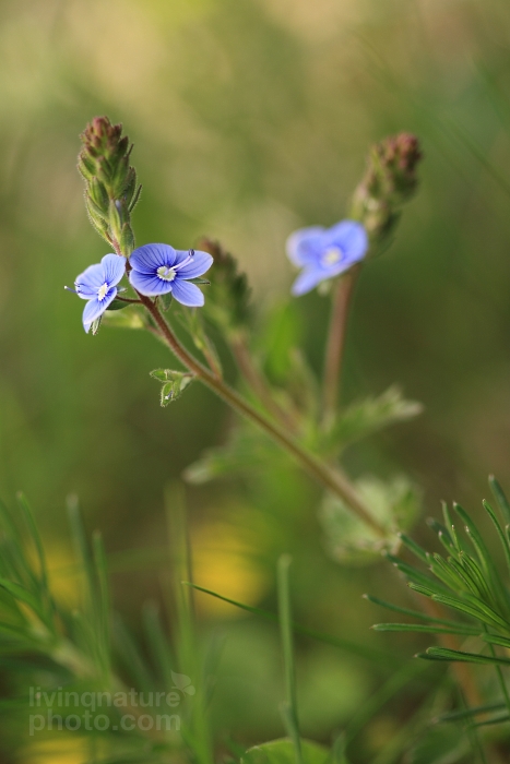 Germander Speedwell