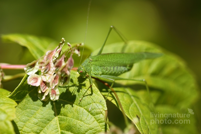 Sickle-bearing Bush-cricket