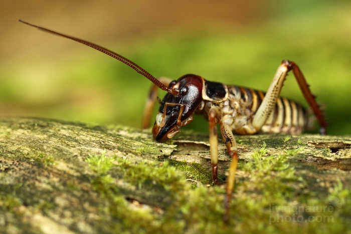 Mountain Stone Weta