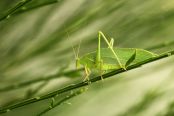 Longhorned Grasshopper