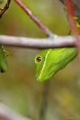 Green Tree Gecko