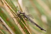 Migrant Hawker