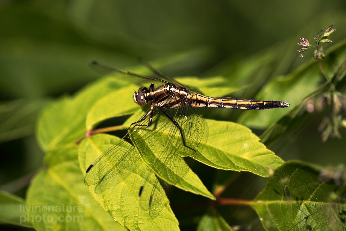 Orthetrum albistylum