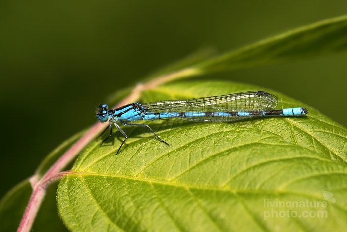 Common Blue Damselfly