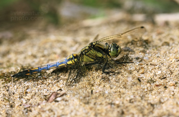 Black-tailed Skimmer