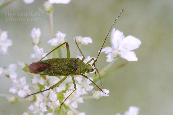 Miridae sp.